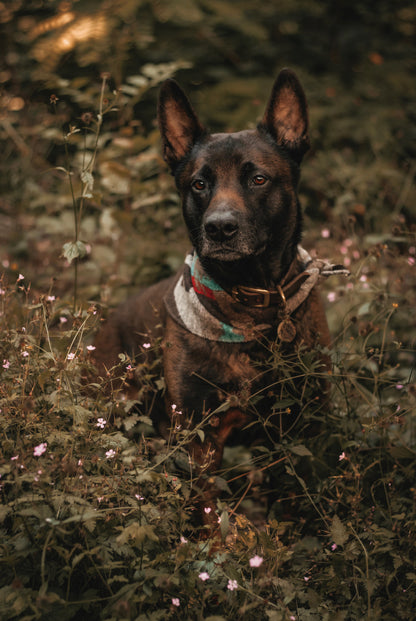 Halstuch BURI - Bandana | Hundehalstuch | mittelschwer