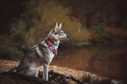 Halstuch SAGA - Bandana | Hundehalstuch | mittelschwer