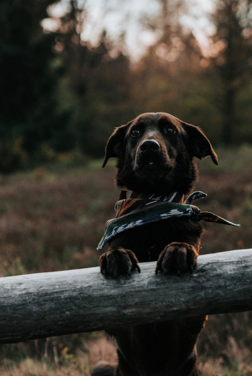 Halstuch FREKI - Bandana | Hundehalstuch | leicht