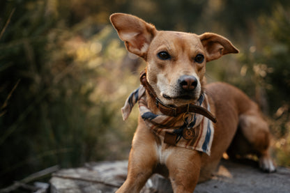 Halstuch GERI - Bandana | Hundehalstuch | leicht
