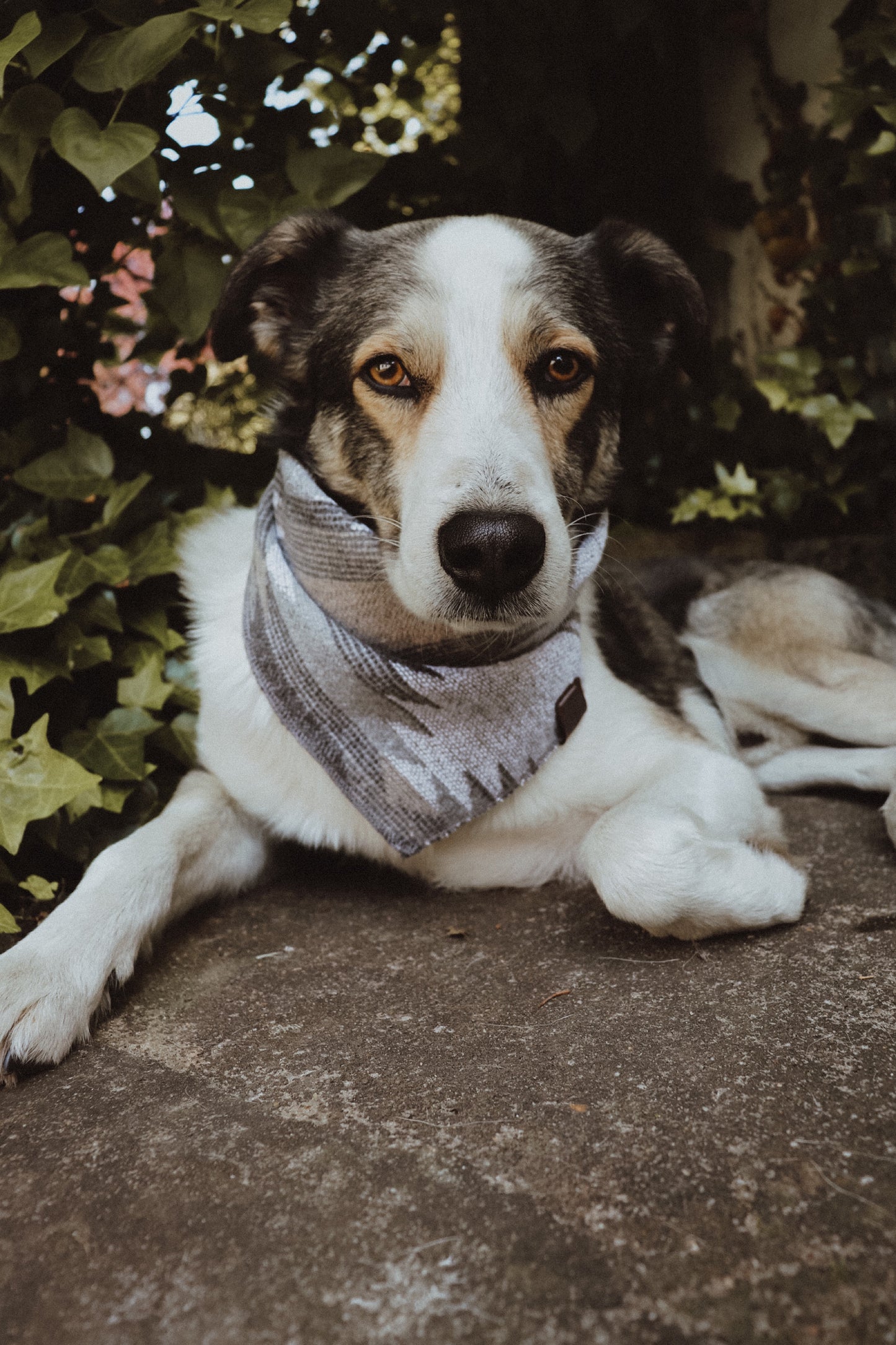 Halstuch SKULD - Bandana | Hundehalstuch | mittelschwer