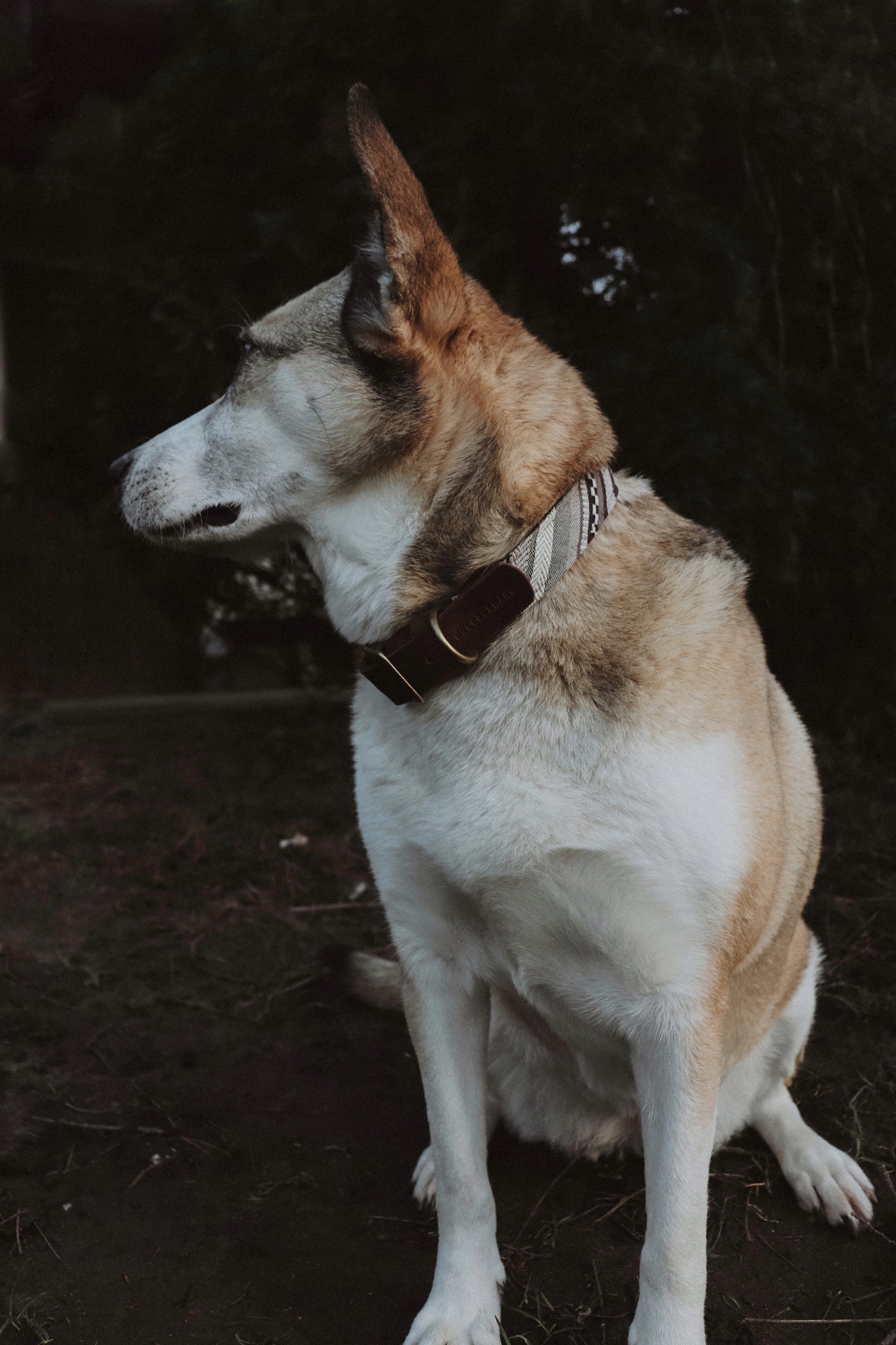 Halsband FRIGG • Fettleder-Stoff-Kombi | verschiedene Varianten erhältlich