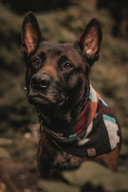 Halstuch ASA - Bandana | Hundehalstuch | mittelschwer