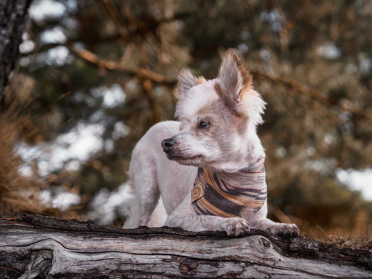 Halstuch SIF - Bandana | Hundehalstuch | leicht