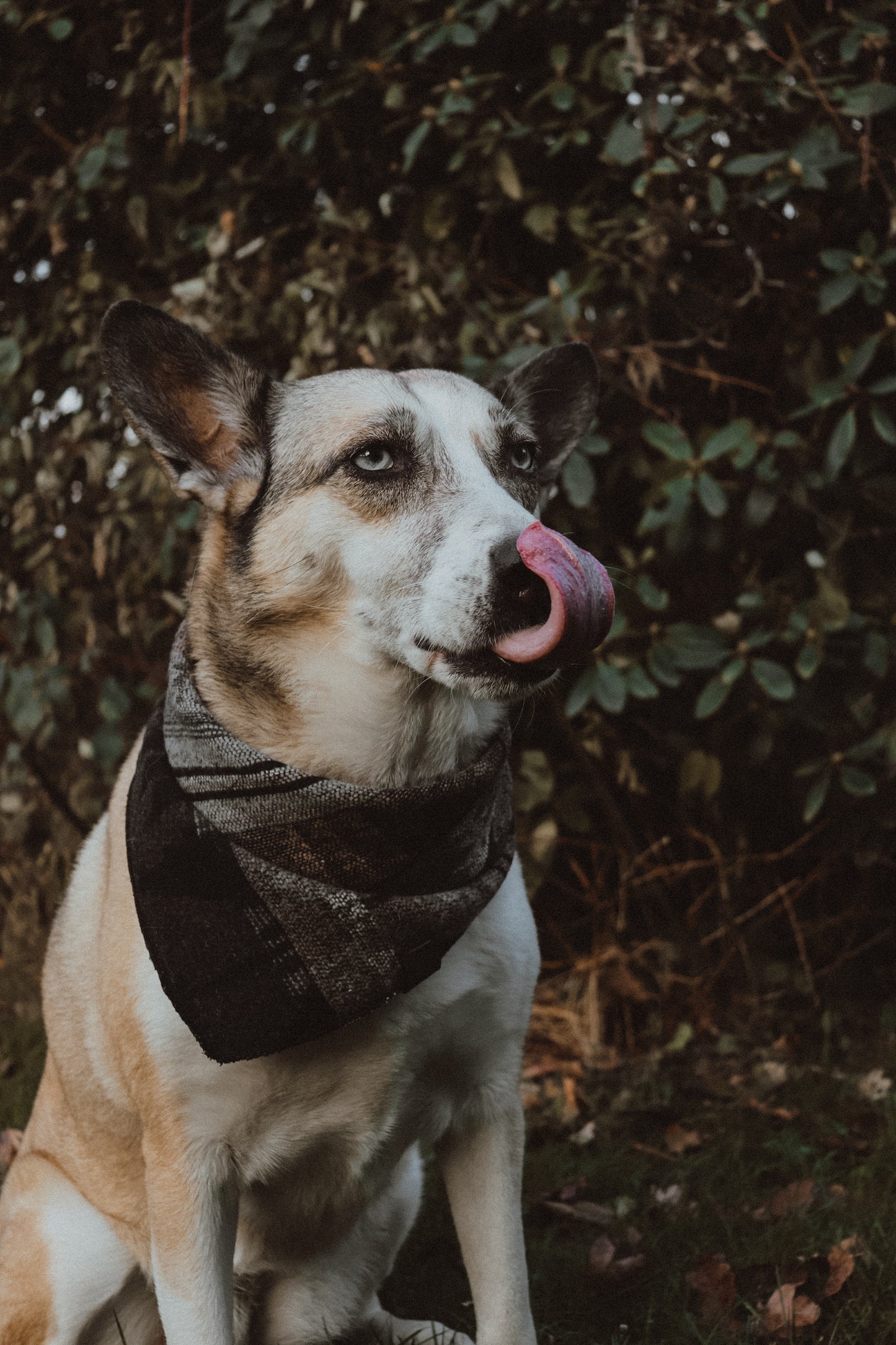 Halstuch VIDAR - Bandana | Hundehalstuch | mittelschwer