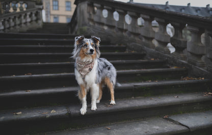 Halstuch EMBLA - Bandana | Hundehalstuch | mittelschwer
