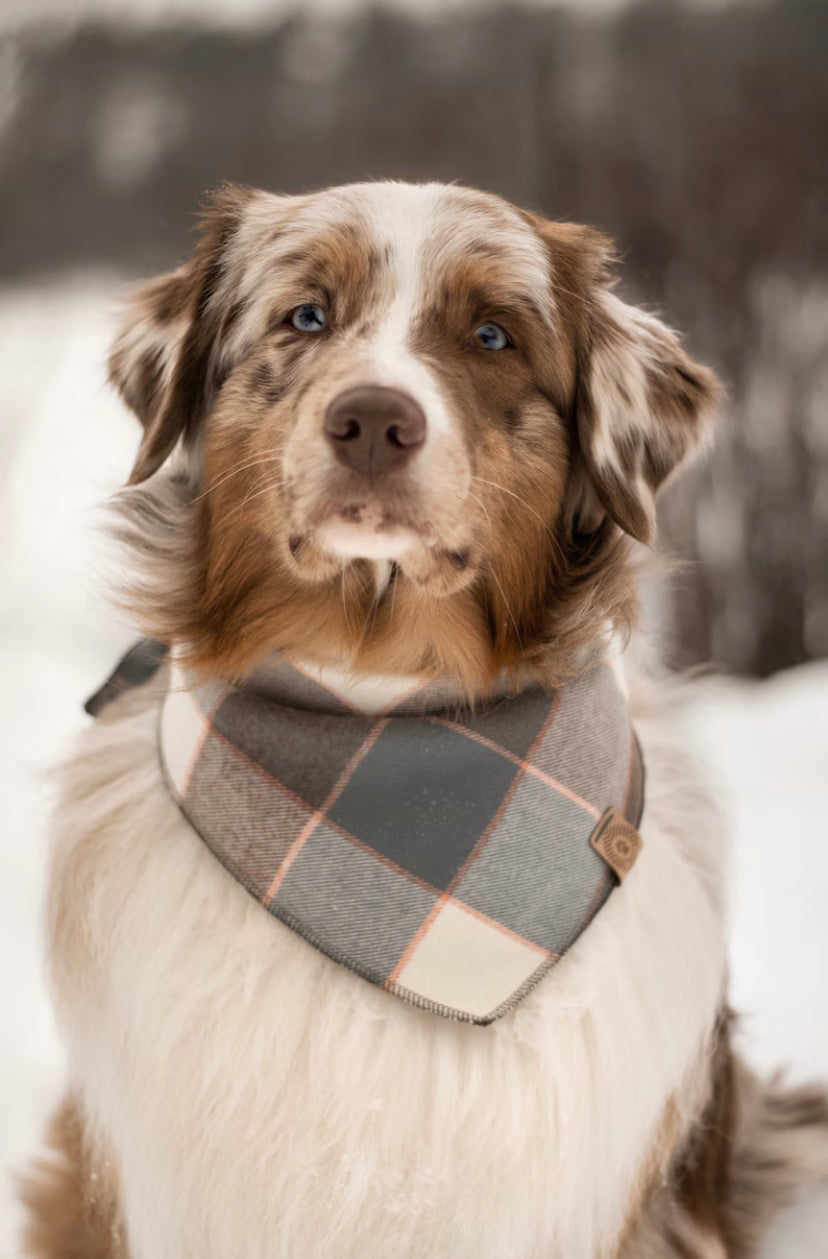 Halstuch MUNIN - Bandana | Hundehalstuch | mittelschwer