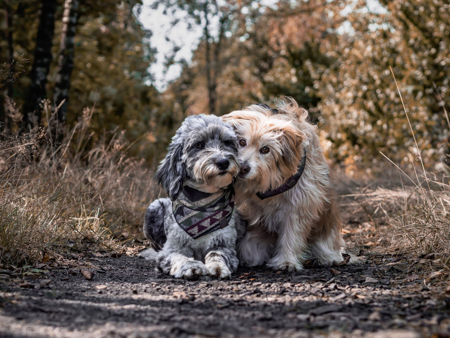 Halstuch GEFION - Bandana | Hundehalstuch | mittelschwer
