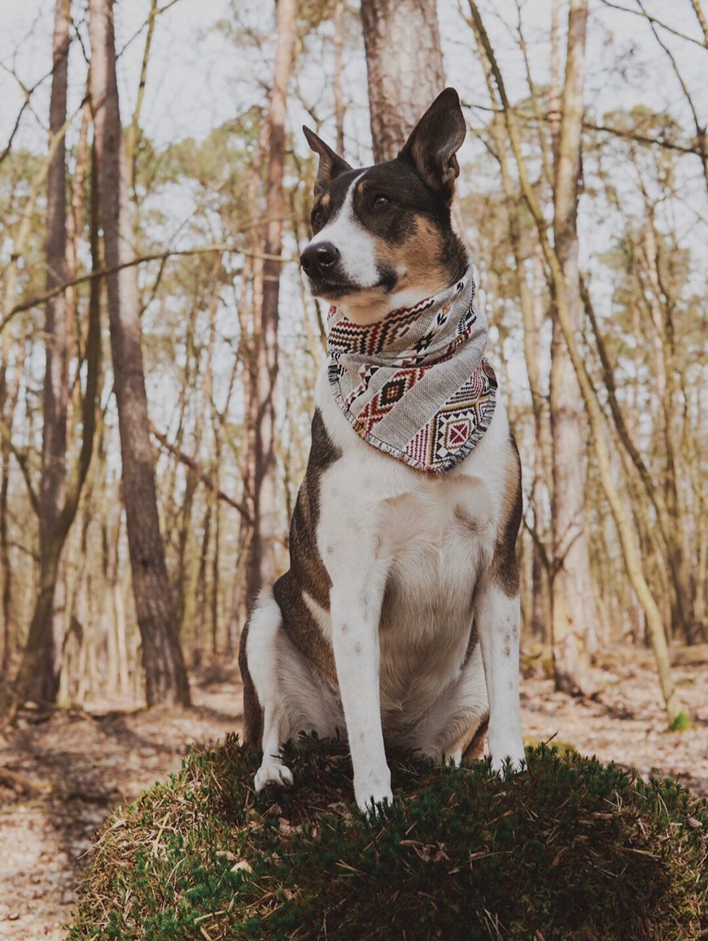 Halstuch BRAGI - Bandana | Hundehalstuch | schwer