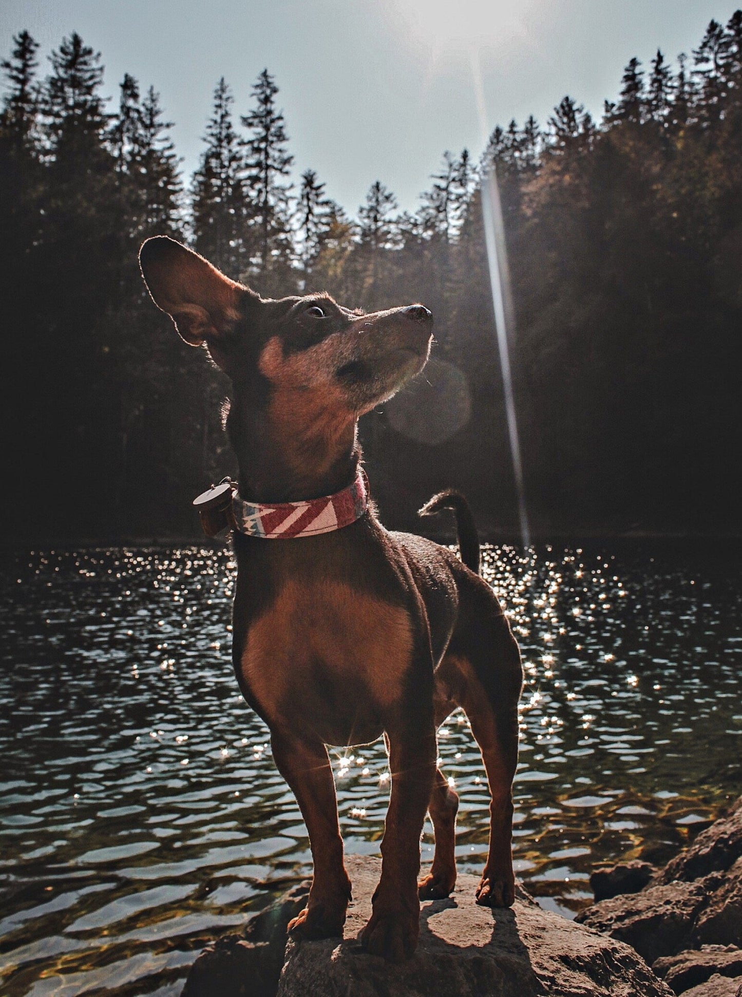 Halsband SAGA • Fettleder-Stoff-Kombi | verschiedene Varianten erhältlich