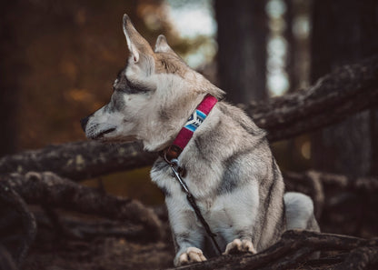 Halsband SAGA • Fettleder-Stoff-Kombi | verschiedene Varianten erhältlich