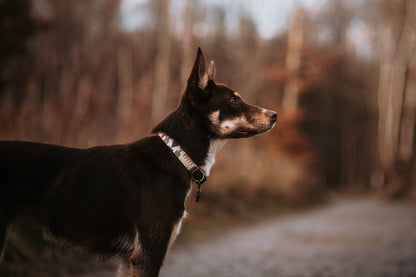 Halsband EMBLA • Fettleder-Stoff-Kombi | verschiedene Varianten erhältlich