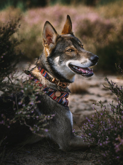 Halsband NOTT • Fettleder-Stoff-Kombi | verschiedene Varianten erhältlich