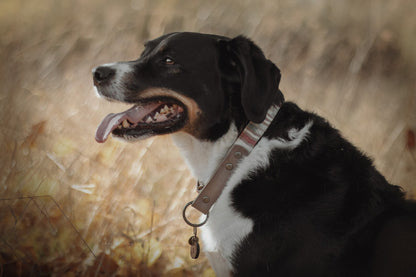 Halsband DAG • Fettleder-Stoff-Kombi | verschiedene Varianten erhältlich