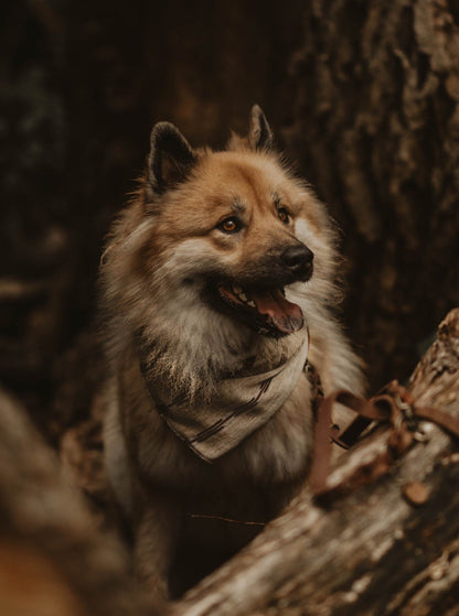 Halstuch EDDA - Bandana | Hundehalstuch | leicht