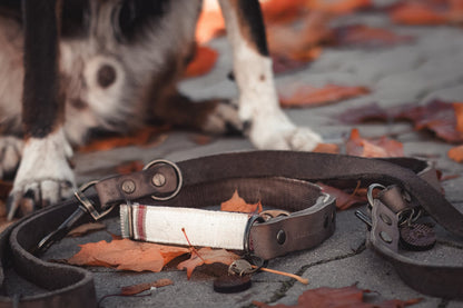 Halsband DAG • Fettleder-Stoff-Kombi | verschiedene Varianten erhältlich