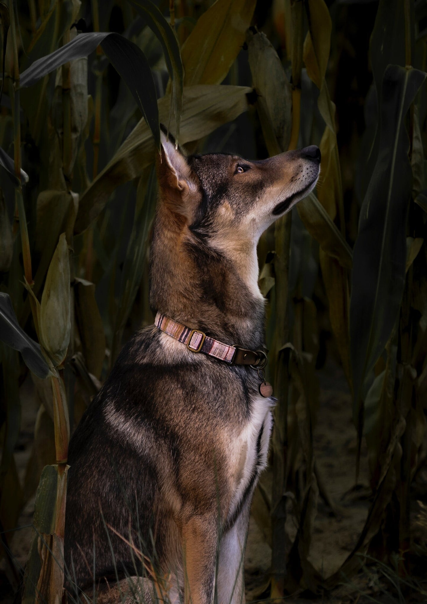SIF collar in an ethnic look made of greased leather and fabric combination - available in different designs