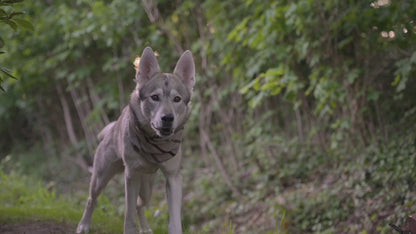 Halstuch EDDA - Bandana | Hundehalstuch | leicht