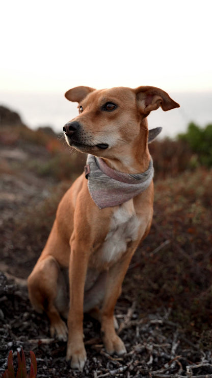 Halstuch URD - Bandana | Hundehalstuch | mittelschwer